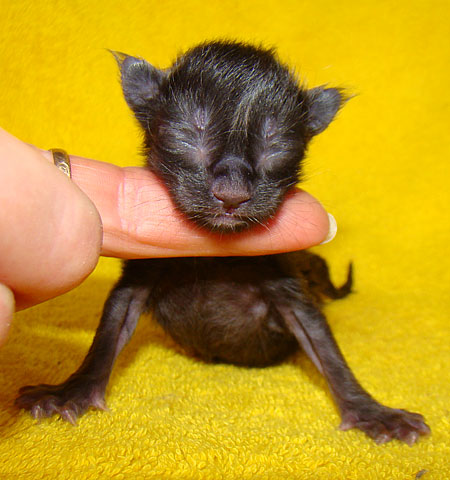     Catsvill County!   !    !       !!!    Catsvill County +7-926-544-74-09     .   ,   ,   ,    ,   ,  ,     ,   -,    ,   !